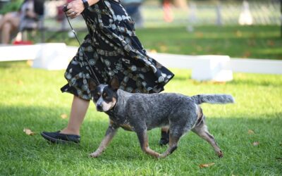 Rose City Dog Show