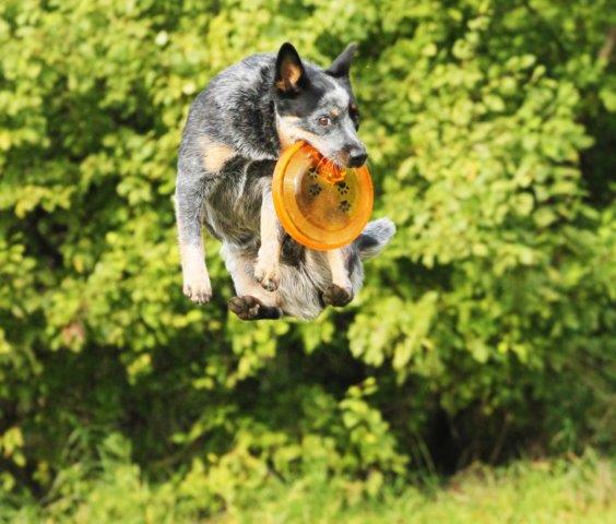 CACDC Agility training and competing