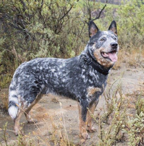 The Cattle Dog's loyalty and protective instincts make it a self-appointed guardian